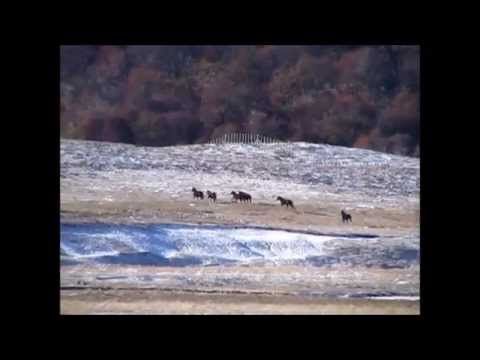 Caballos Baguales en Tierra del Fuego