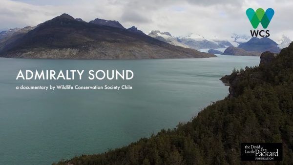 Seno Almirantazgo, refugio de la naturaleza en Tierra del Fuego.