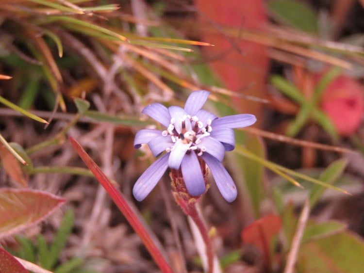Galería Fotográfica: Flora nativa Tierra del Fuego.