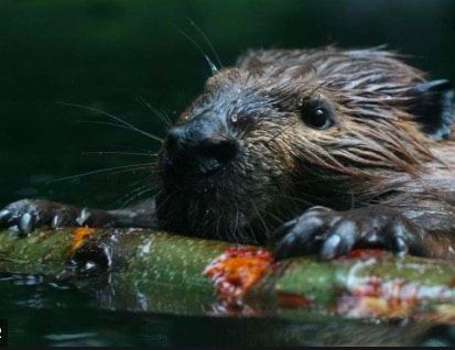 Proyecto GEF Castor (Impacto Castor Parque Karukinka)Tierra del Fuego.