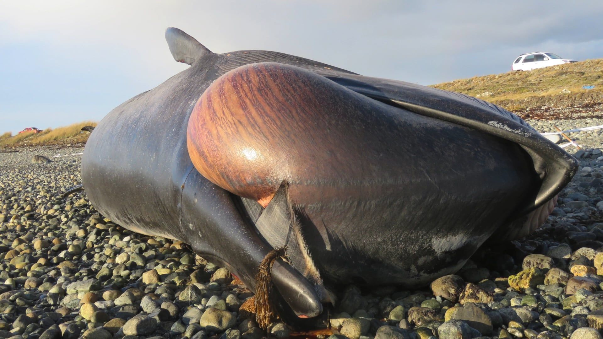 Se estudiará causa real muerte ballena Boba embestida barco en Estrecho Magallanes.