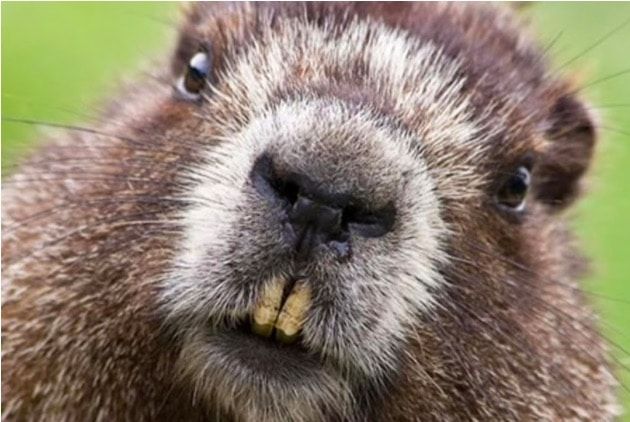 Castor de Tierra del Fuego, una amenaza para Chile