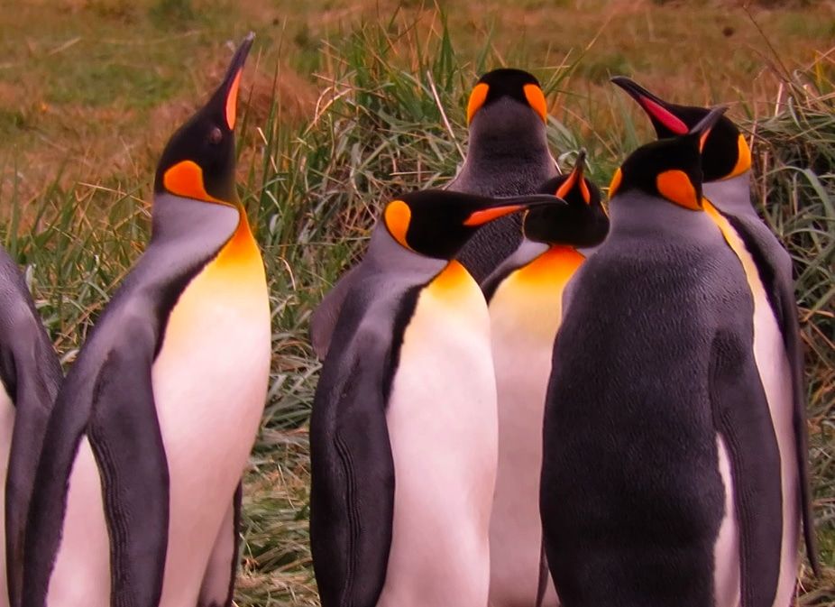 CICE: Presente desde el año 2014 estudiando comportamiento Pinguino Rey.