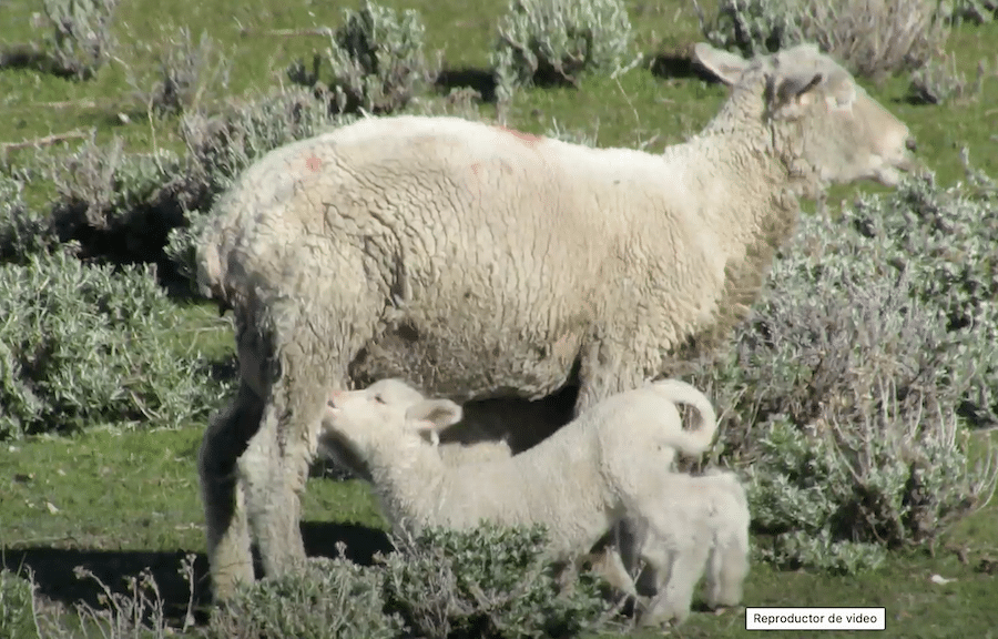 “Entre Hilos y Ovejas: La Elegancia de la Lana Merino de Tierra del Fuego”