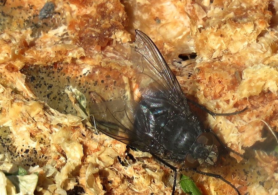 “Explorando el Intrigante Mundo de las Moscas en Tierra del Fuego: Biodiversidad, Ecología e Impacto en el Ecosistema”