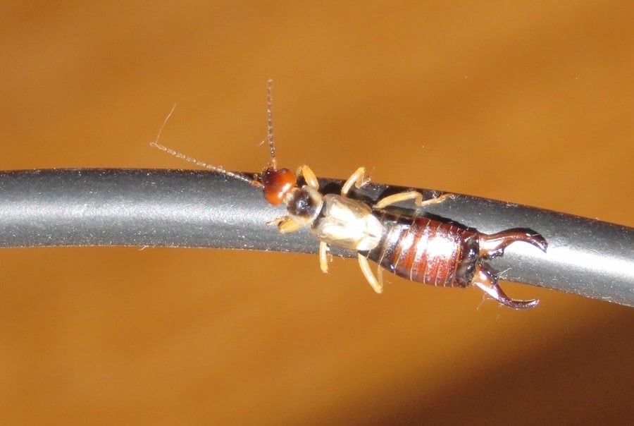 “El Doble Rol de las Tijeretas en Tierra del Fuego: Benefactores y Plagas”