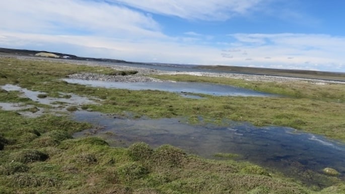 “Esparrago De Mar: El Tesoro Escondido De Tierra del Fuego”