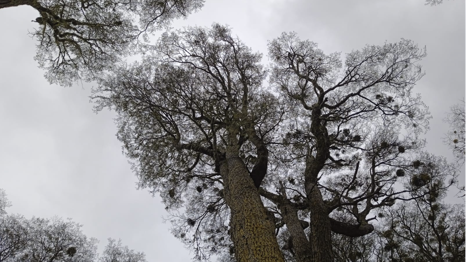 Forestal Russfin: ¿En que consiste el cierre “Ordenado y Responsable”?