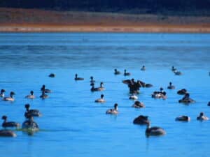 Tierra del Fuego: Estromatolitos, Ecosistemas Microbianos Vivos En El Extremo Sur Del Planeta