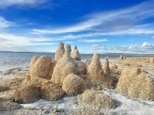 Tierra del Fuego: Estromatolitos, Ecosistemas Microbianos Vivos En El Extremo Sur Del Planeta