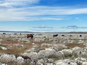 Tierra del Fuego: Estromatolitos, Ecosistemas Microbianos Vivos En El Extremo Sur Del Planeta