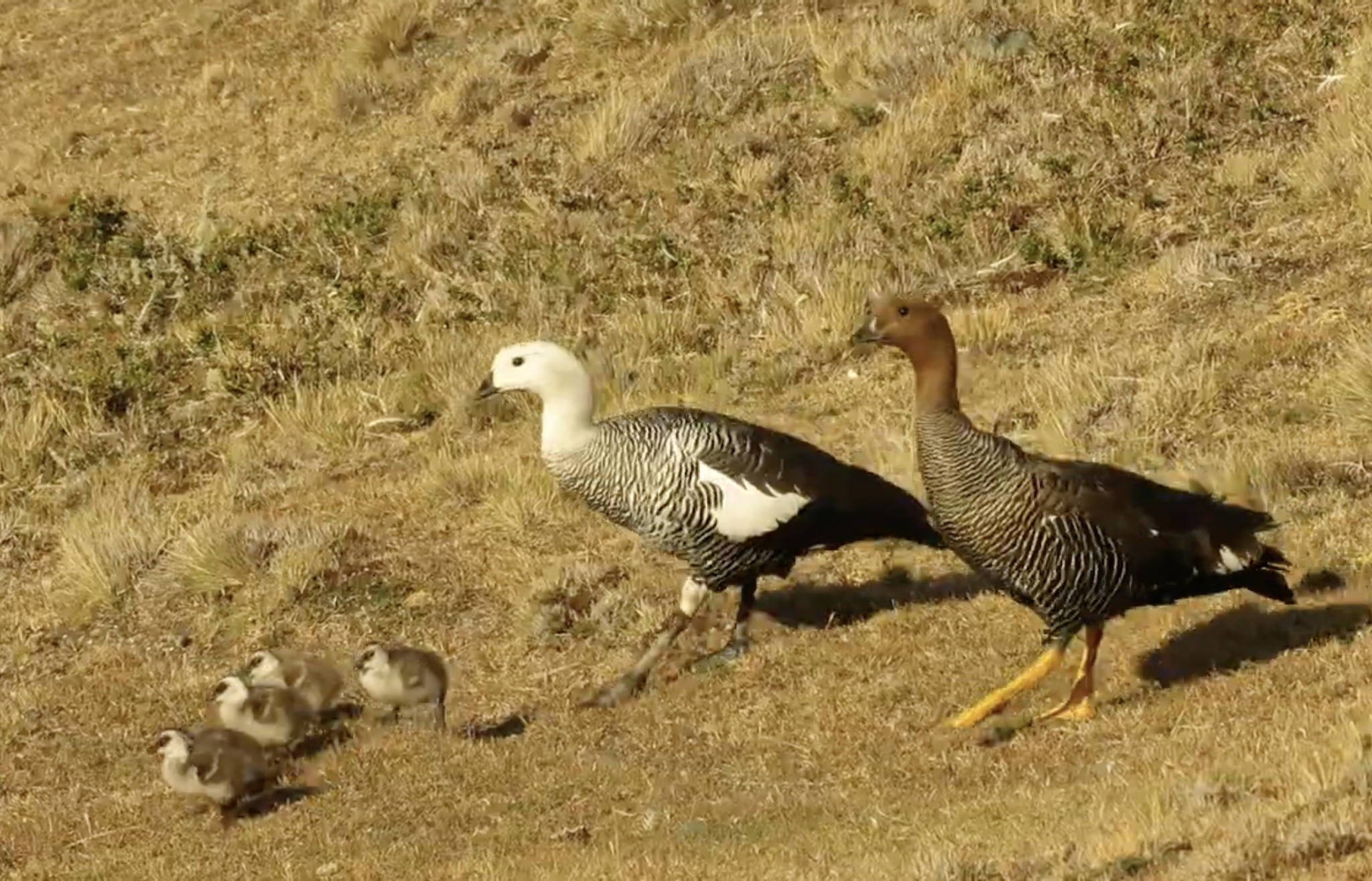 Mittofire impulsa plataforma educativa infantil sobre aves de Tierra del Fuego