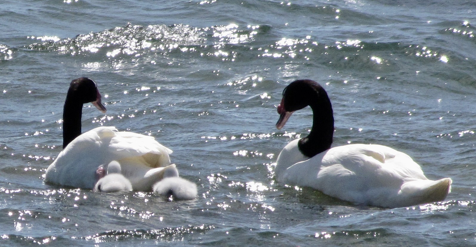 Cisnes de cuello negro con sus crías en Tierra del Fuego