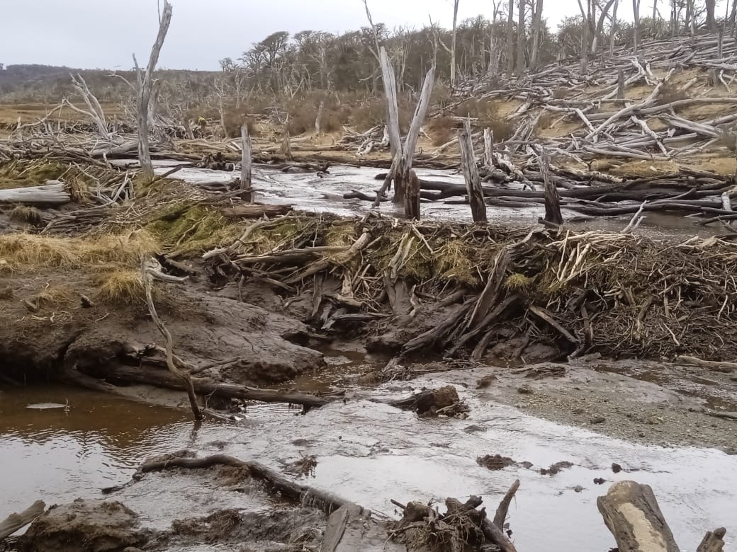 Investigación sobre Especies Invasoras: El Caso del Castor en Tierra del Fuego.