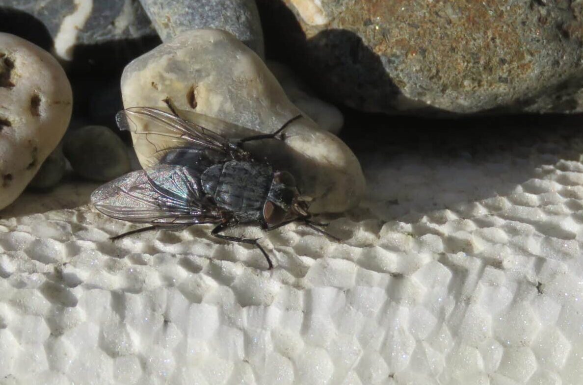 Moscas en pleno invierno en Tierra del Fuego.
