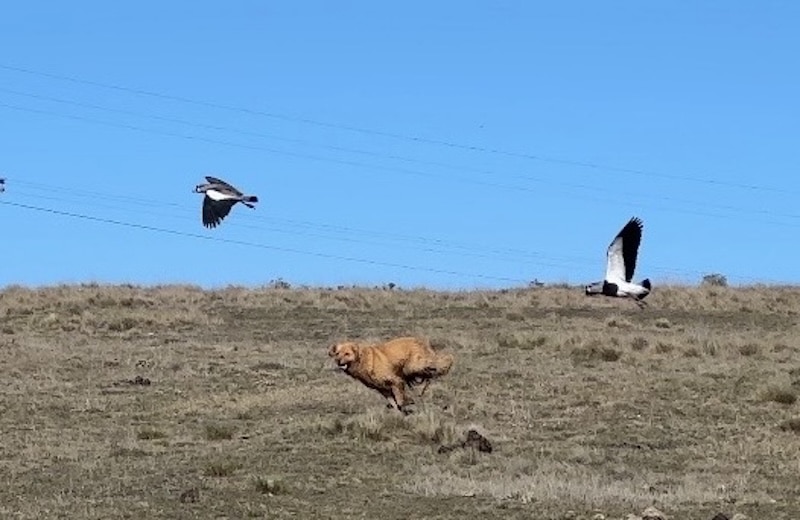 Perros: Una amenaza que persiste en la Laguna de la Sofi.